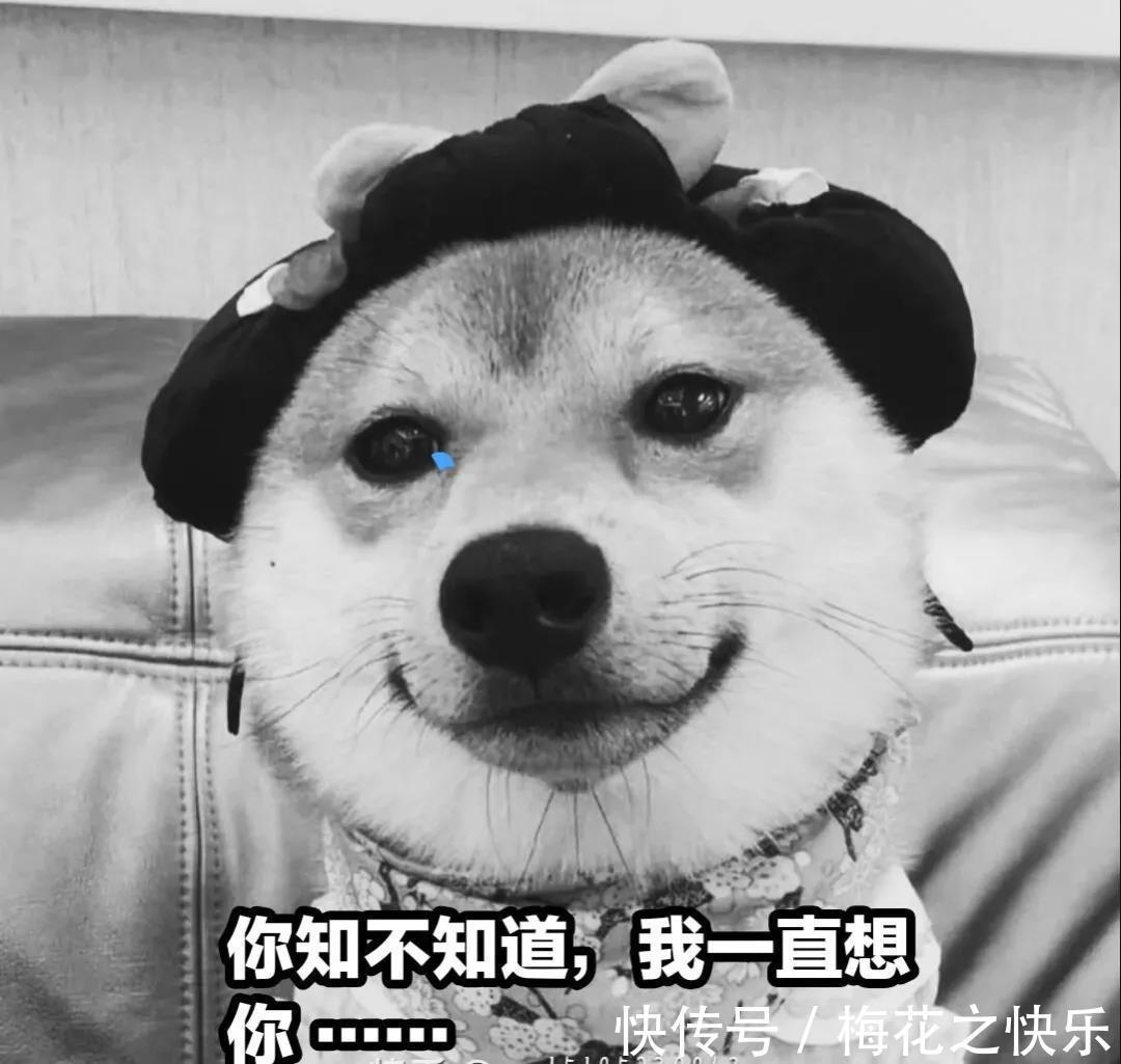 搞笑|动漫搞笑表情包:舔狗篇