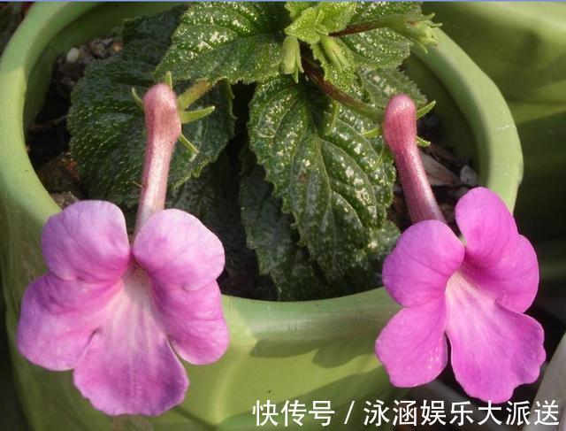 桂花|秋季养花要换盆,这几种情况换盆是“自寻死路”,不到冬天死翘翘