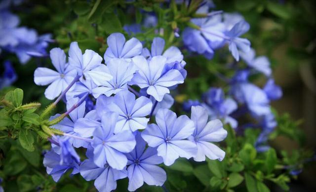 养殖|炎炎夏日独享一份孤独之美,蓝雪花养殖技巧