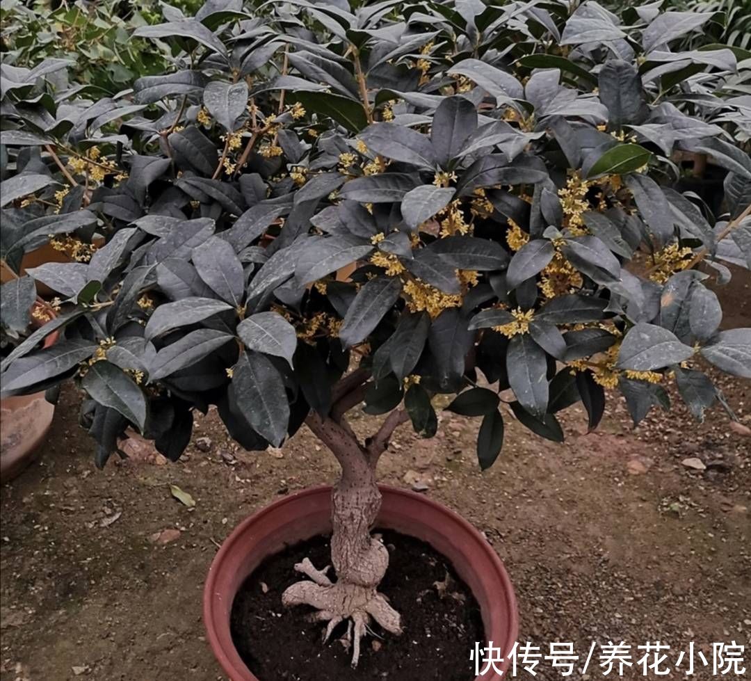 花芽|桂花长花苞期，给它补上1种肥，开花早香味浓