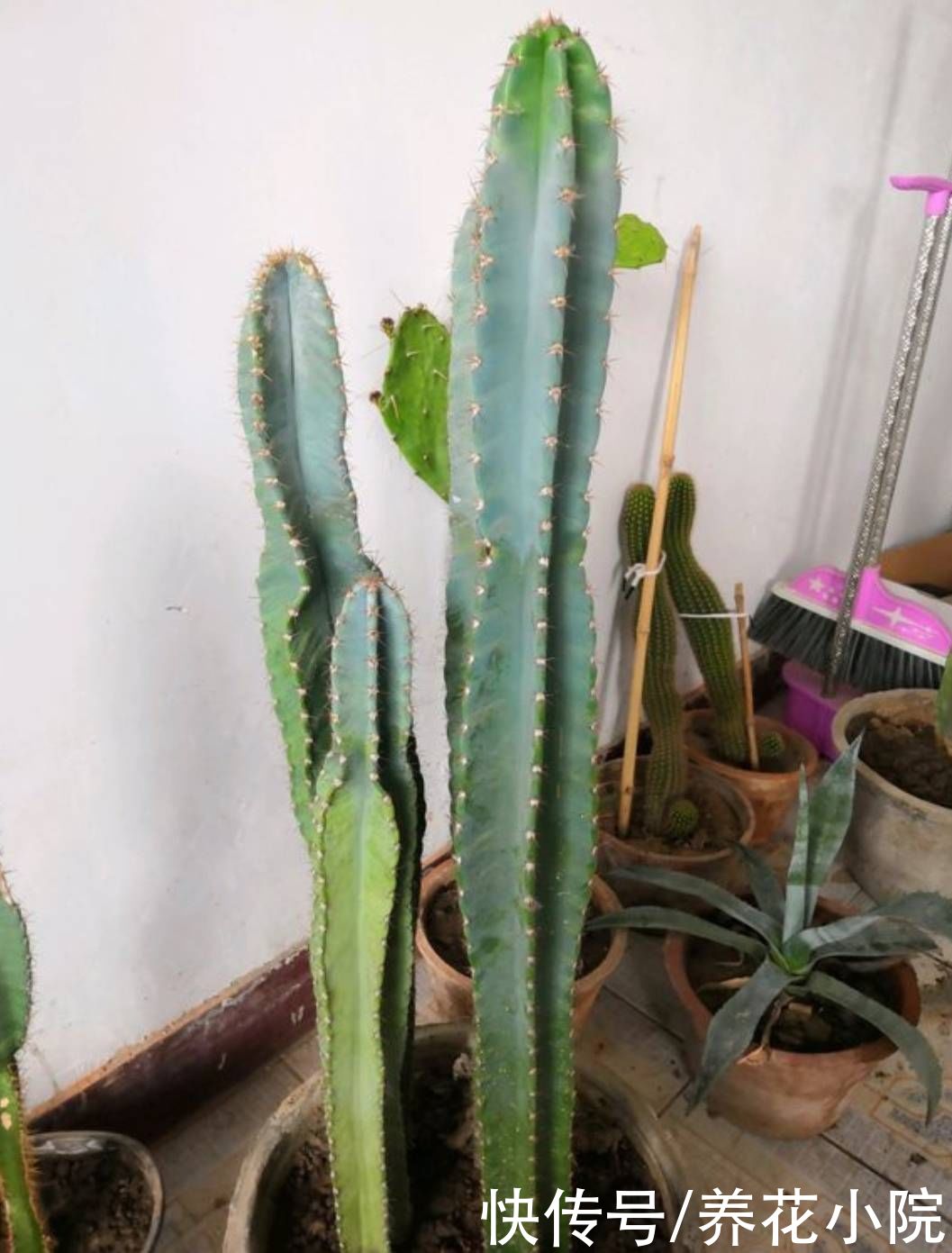 漂亮花|量天尺这样养，能长3米多高，还能开漂亮花
