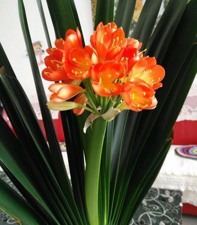 鸡蛋壳|君子兰用点鸡蛋壳,能养根,能促花,但是要用对方法