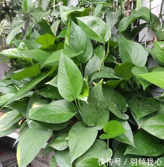 有机肥料|“这种水”别倒掉,绿萝最爱喝,一月浇两次,叶片从来不发黄