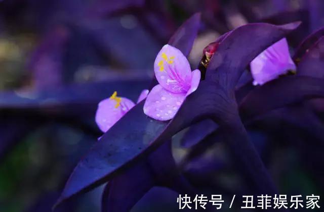 这3种吊兰千万别这么养,不然疯长爆芽,控制不住!