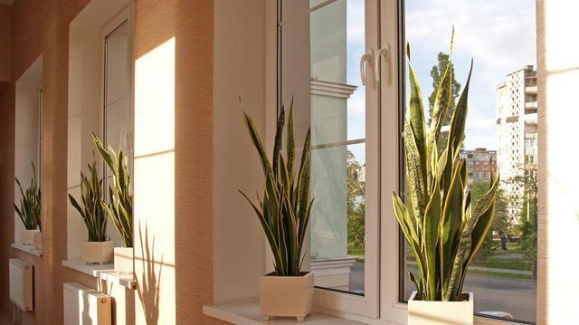 虎皮兰不爱长“小芽”教你一招,小芽出不停,花纹更艳丽