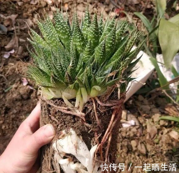 花上长了这个，再不换盆，就要憋死了！花上长了这个，再不换盆，就要憋死了！