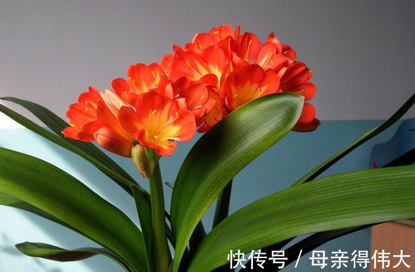 白绢病|盆栽君子兰软腐枯萎,常见3种病害,2分钟学会判断和治疗