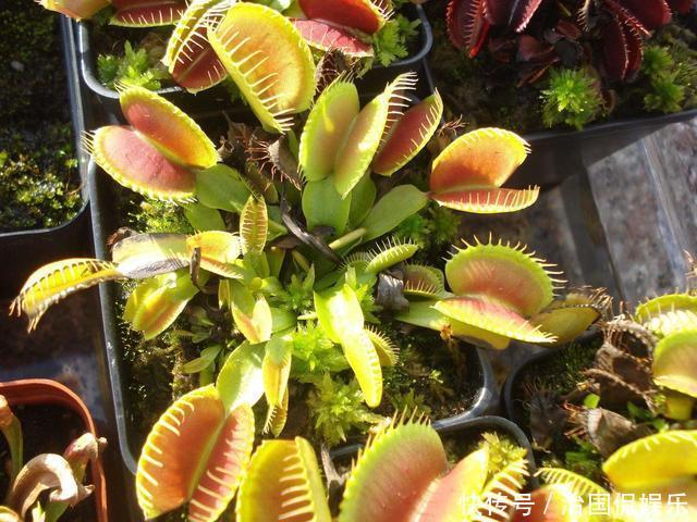 小花|这4种花“直接”浇,浇一盆死一盆,伤害可真大