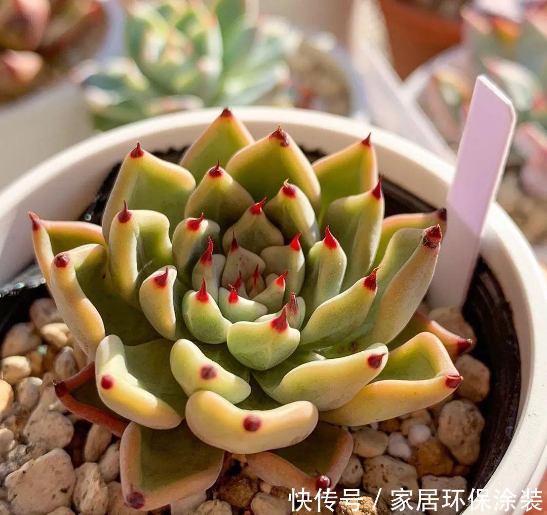 新手养多肉要注意,这2个坑要小心,不然养不好多肉