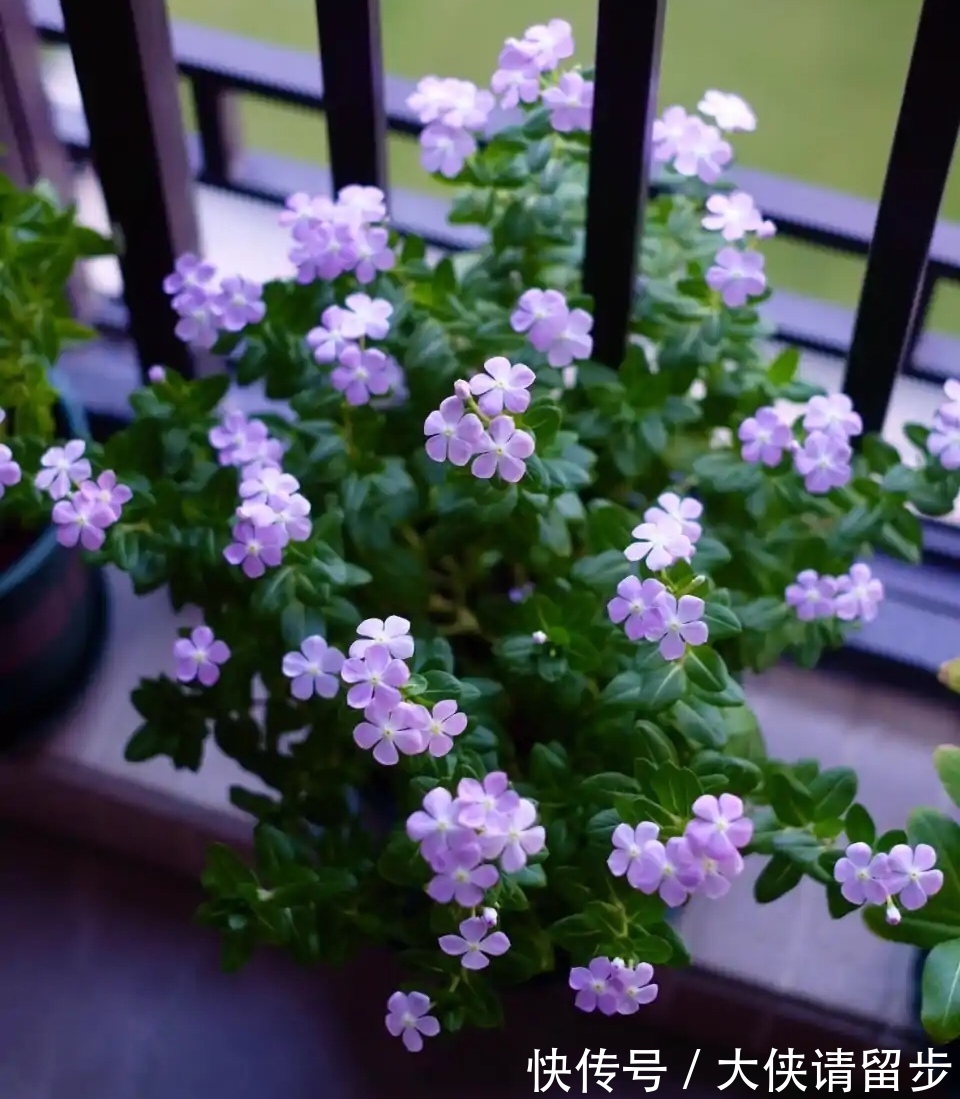 兰花|“人养花三年,花养人一生!”家居盆花100种,总有几款你喜欢