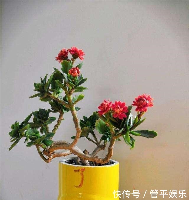 四季都能开花,长寿花养成老桩,“修剪”要跟上!