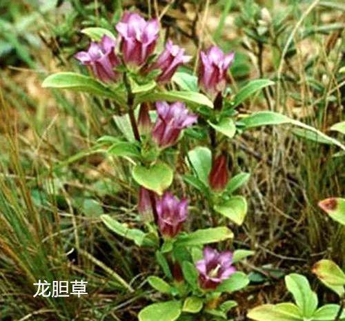 活血|通则不痛，痛则不通！一个治痛风的特效秘方，治周身上下关节剧痛