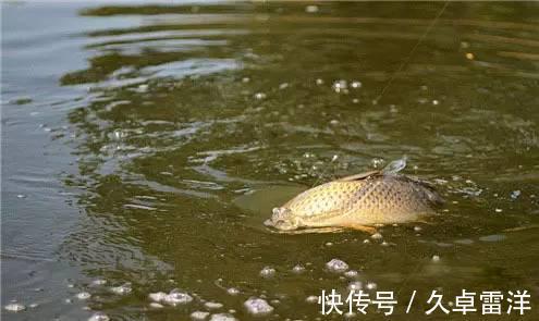 鲤鱼|晚秋野钓鲤鱼,用玉米还是蚯蚓,到底哪一种效果会更好