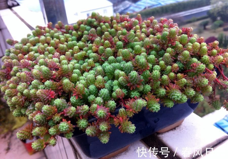 多肉|矮盆适合养吊兰，这几种吊兰推荐给你，很好养