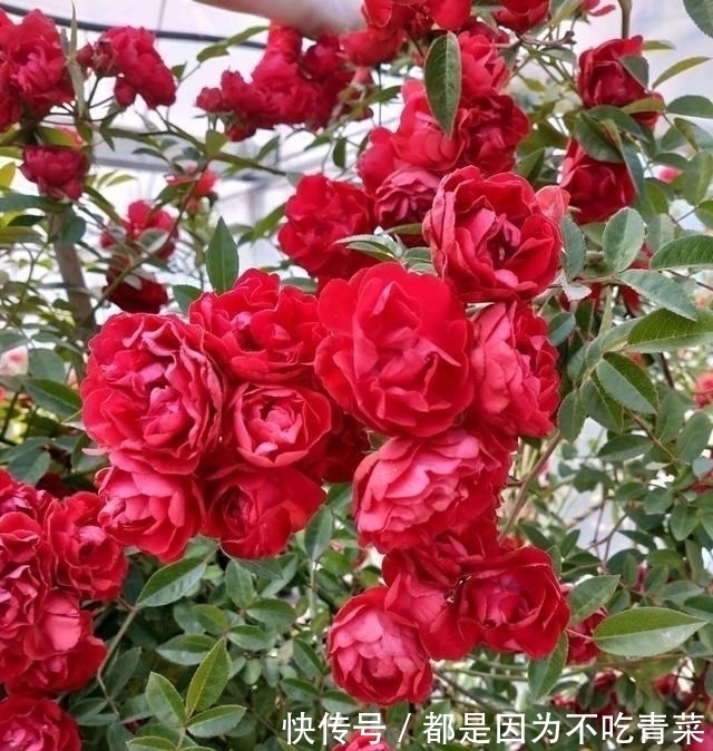 爬藤花|我国“最香爬藤花”，比桂花还要香，家里种一棵香得不得了