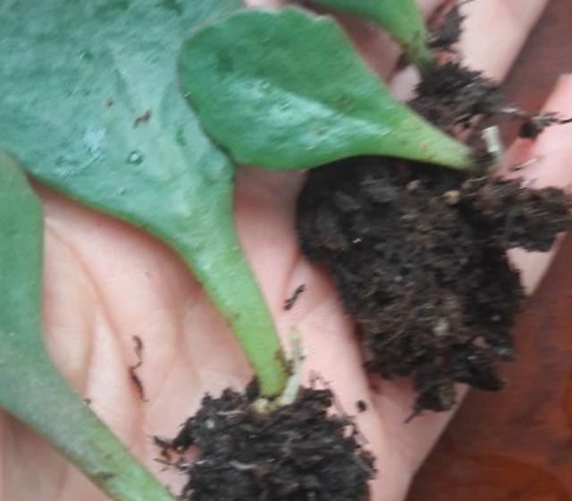 只要一片叶子就能插活的花,有3种,繁殖了一盆又一盆