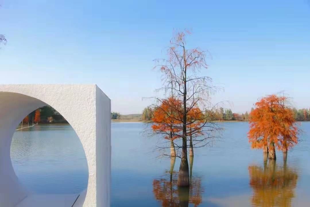 池杉|冬日兰湖： 遇见最美池杉