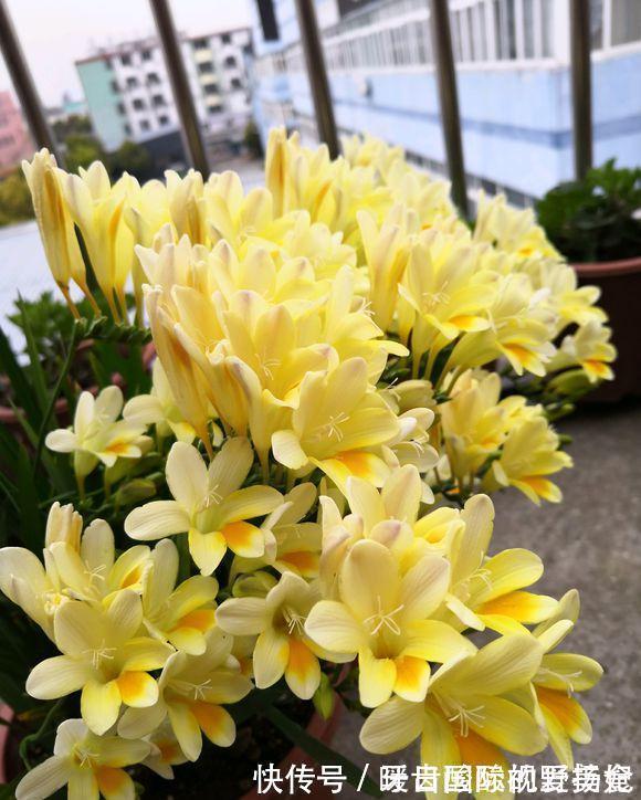 养护|6种“香水花”冬天不怕冷,越冷越香艳,雍容贵气,进屋染香气