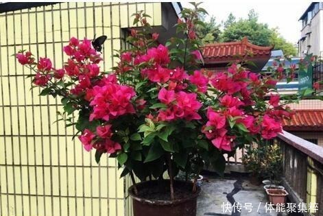 春天，养这“8种花”，一年“300多天”有花看，美死了！