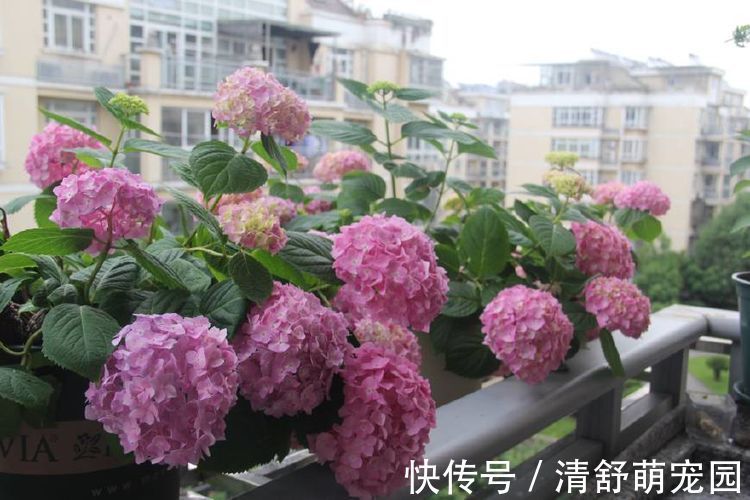 绣球|原产中国的世界名花,花型奇特,四季开花,还很好养,是盆栽佳品