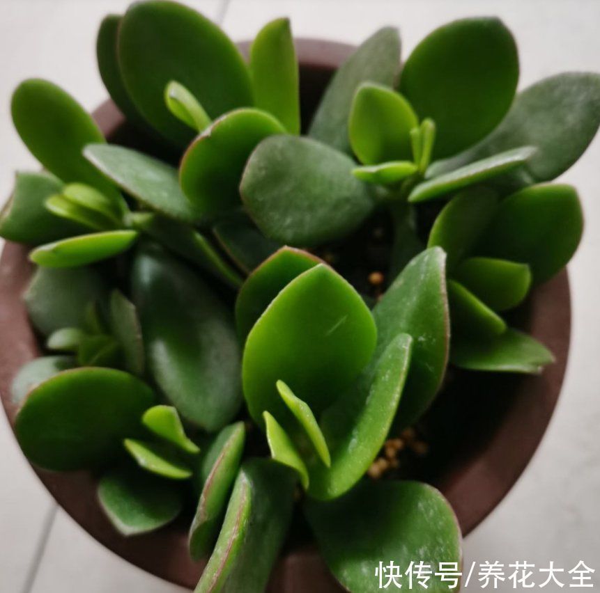 君子兰|越养越升值的6种花,养花相当于赚钱,你养了吗?