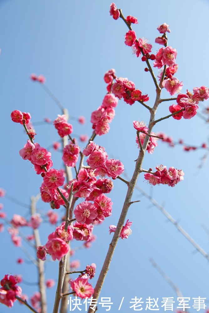 赏景啦!新年添喜色,西昌湿地公园梅花绽放