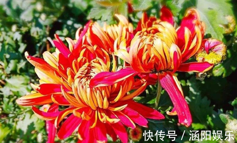 红旗|喜欢菊花，就养这几盆“菊中珍品”，花似荷包蛋色调温和！