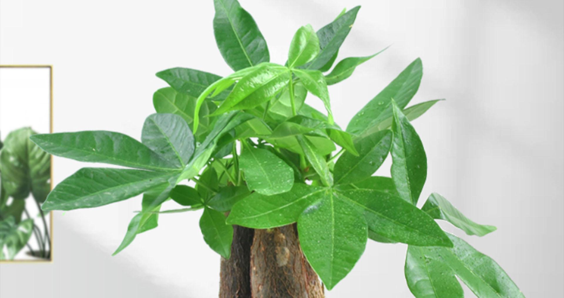 财树|冬季养护发财树,掌握越冬“4要素”,抗寒性增强,减少伤亡