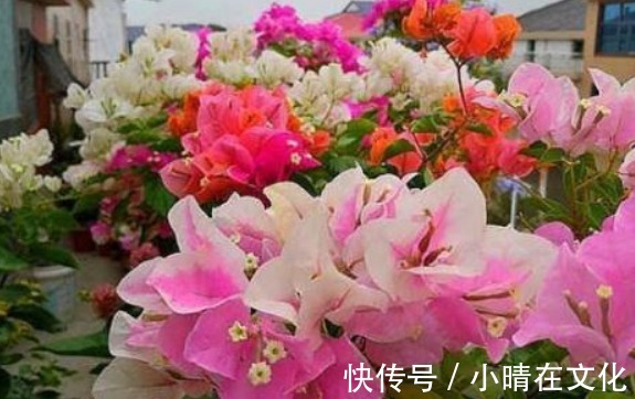 三角梅不开花怎么办1个小方法,花蕾钻出来,一个月就开花!