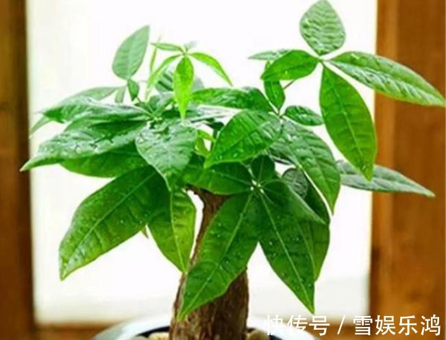 4种“吉利花”,被水浇死了不要扔,简单处理又能长满盆