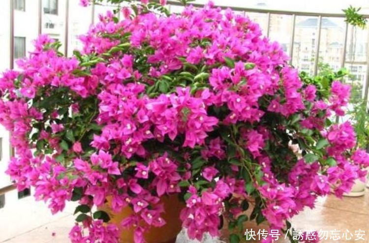 3种花,最适宜夏季养,越热越开花,花色绚丽花期长,漂亮真好养