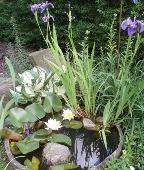 农村大水缸越来越不舍得扔了,铺些碎石水草变水景,城里人抢着要