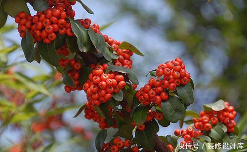 值钱|6种漂亮花,不仅外形美,还越养越值钱,富贵人家都爱养!