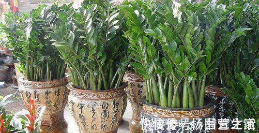 根系|金钱树“很特殊”，土豆茎上挤满芽，懒人才能养好它