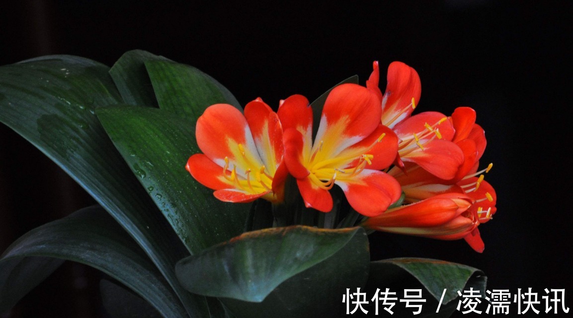 养君子兰的几个小技巧，开花就爆盆，叶子整齐不歪斜