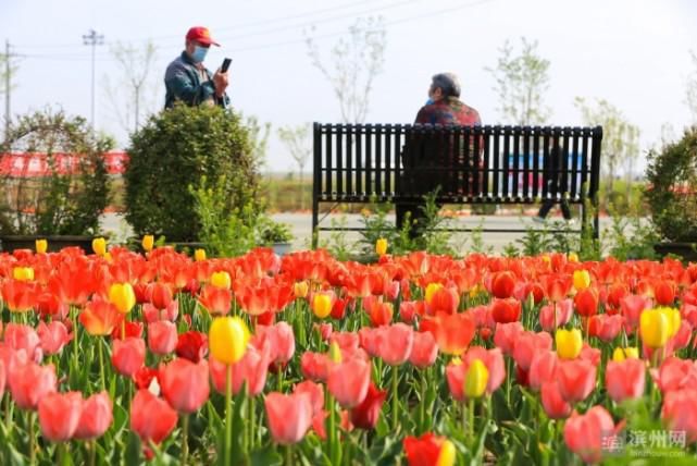 邹平：郁金香花开迎客来