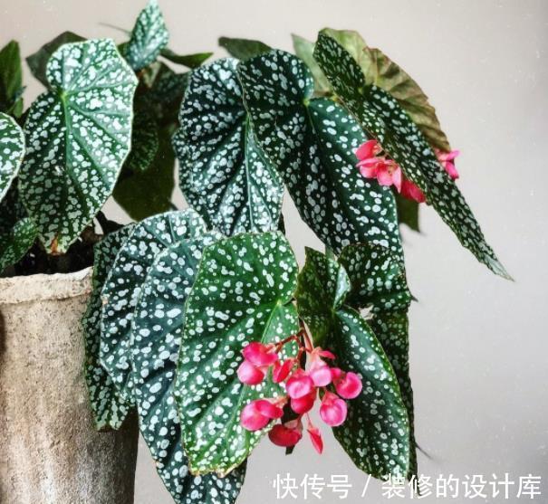 彩叶芋|3种高颜值观叶植物,叶片比花还美,皮实好养上档次