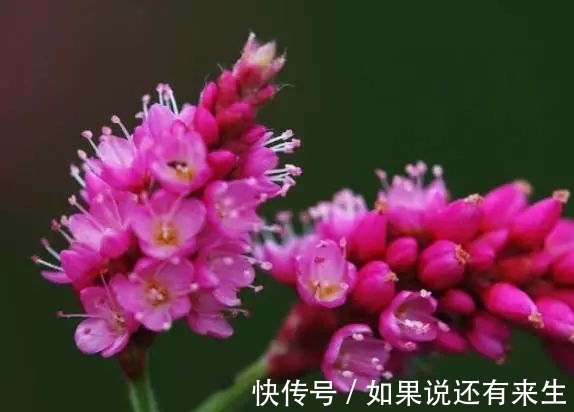 红蓼花!成束之美!难得一见!