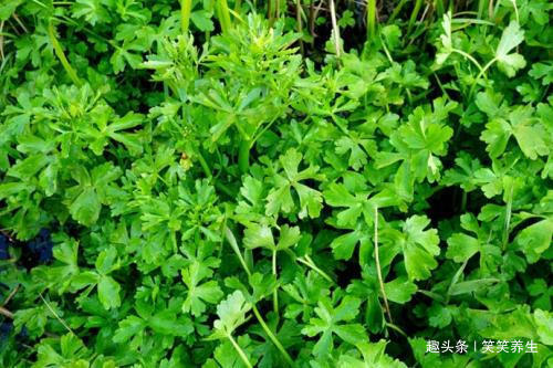 采挖|春来野菜香,好吃又养生,下面4种有毒,采挖时需注意,不要误食