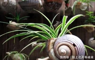 想要养这几种花卉的朋友抓紧时间了,现在是最佳时机千万不要错过