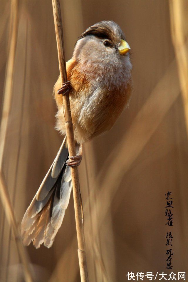 马踏湖|马踏湖生态保护区：湖水湖鱼生态湖泊 芦苇荷花鸟的天堂