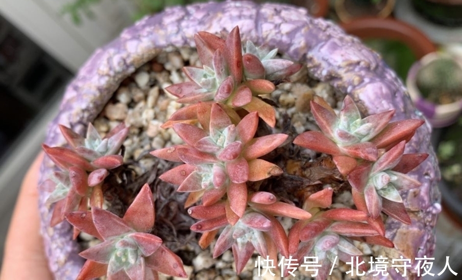 入手了白菊多肉不知道用什么花盆栽种?建议优先选择这三种花盆