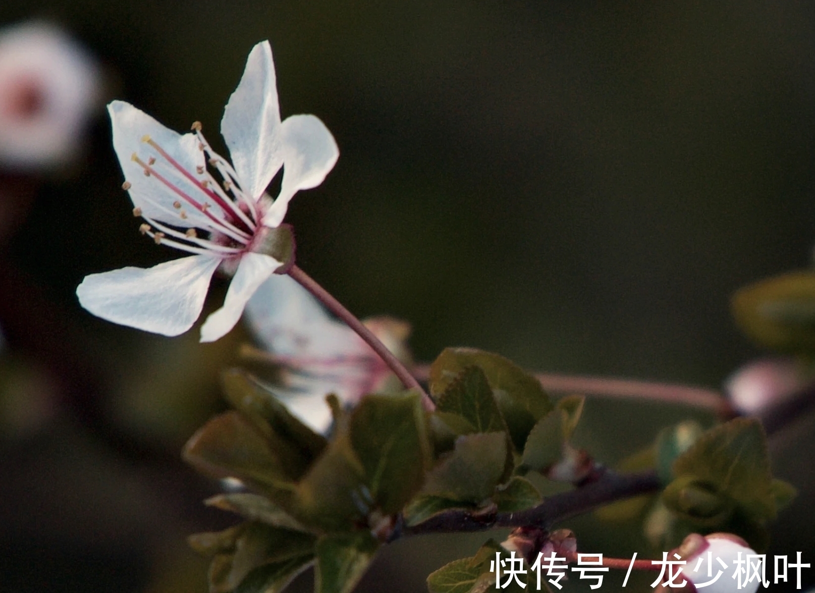 射手座|8月底，锦鲤附体，好运爆棚，愿望实现，3星座成功在即，翻倍好运