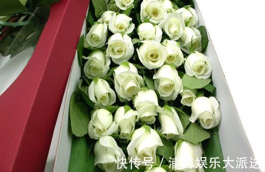 精品|喜欢玫瑰,不如养盆“精品玫瑰”坦尼克,花开花朵肥硕,四季开花