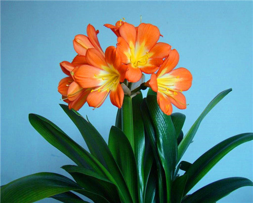 君子兰出现黄叶怎么办教你养护的3个小妙招，别说没提醒