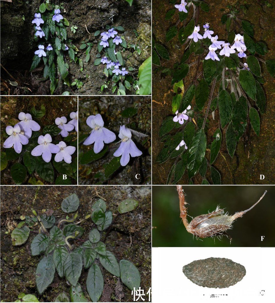 张挺|比大熊猫还珍稀的极危植物,消失百年后从天坑“归来”