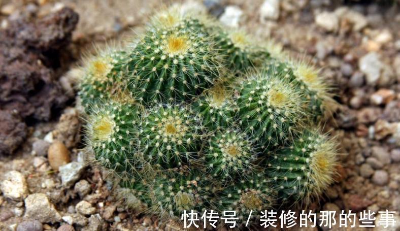 植株|这4种花草是出了名的“养不死”,人人均可入手,不用怕收空盆