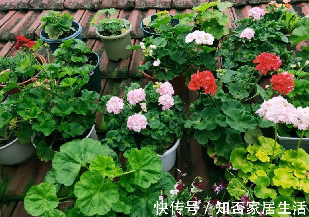 花苞|天热了，20种花最怕浇水，浇得越多，死得越快！