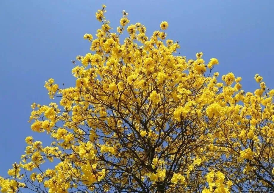 风铃花正如痴如醉 ，静待君赏