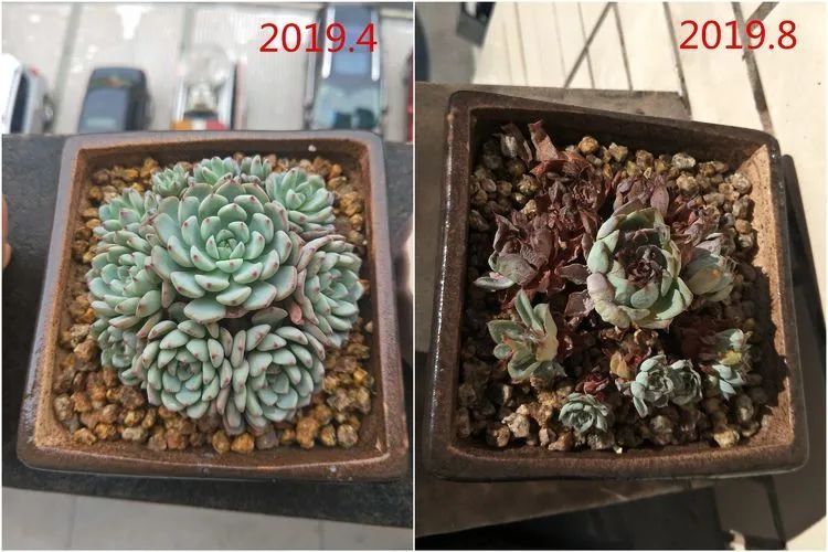 每次的剁手都是忍无可忍，无需再忍！买买买！静待肉美！